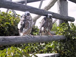 Peregrine Falcon at Hack