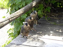 Peregrine Falcons at Hack