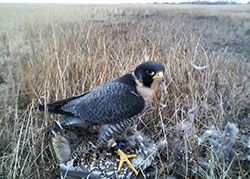 Falcon Flintar